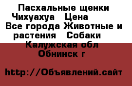 Пасхальные щенки Чихуахуа › Цена ­ 400 - Все города Животные и растения » Собаки   . Калужская обл.,Обнинск г.